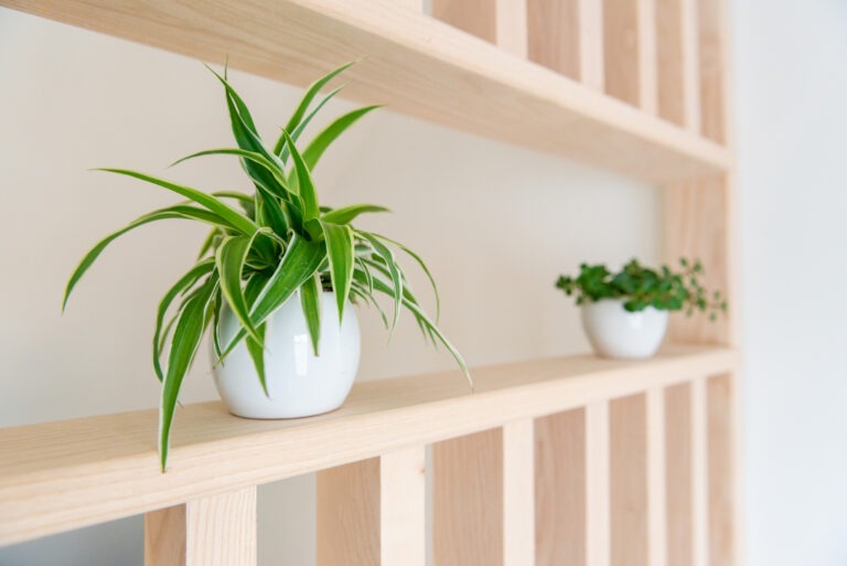 Étagère avec plantes en pot ajoutant une touche naturelle à un projet d'aménagement intérieur unique à Lille, conçu par Madame Dek.